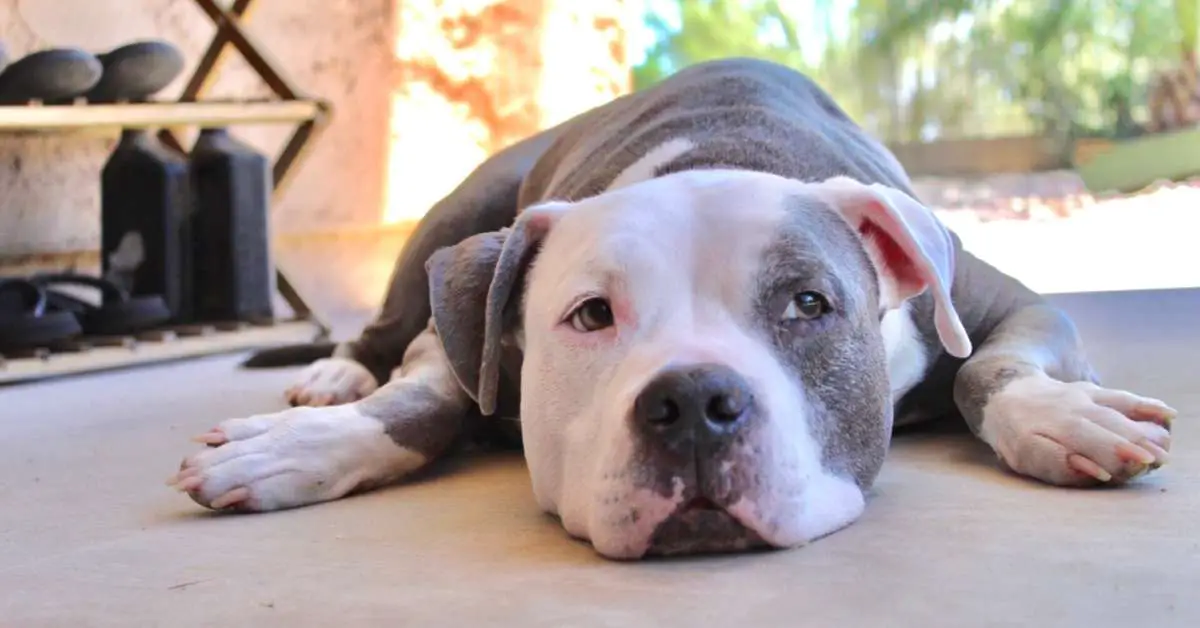 Pitbulls: Debunking Common Misconceptions and Stereotypes