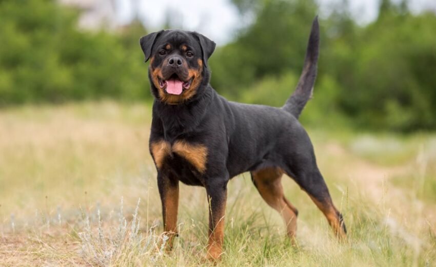 Rottweilers 101: Everything You Need to Know