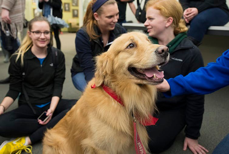 Therapy Dogs in Schools and Workplaces