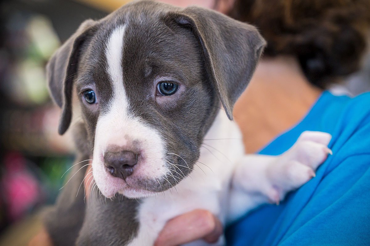 How to Raise a Happy, Well-Behaved Pitbull