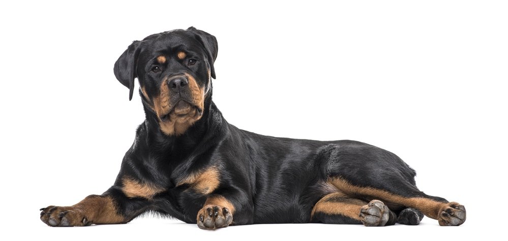 Rottweilers 101: Everything You Need to Know 