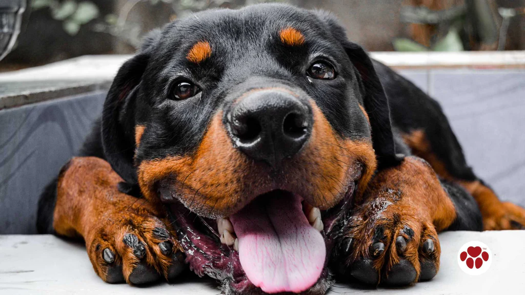 Rottweiler Health: Common Health Concerns and Preventative Care