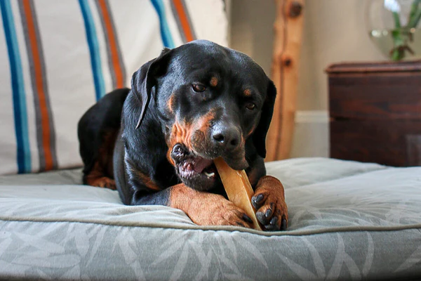 Rottweiler Health: Common Health Concerns and Preventative Care