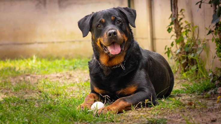 Rottweiler Puppy Development: Key Milestones and Training Tips