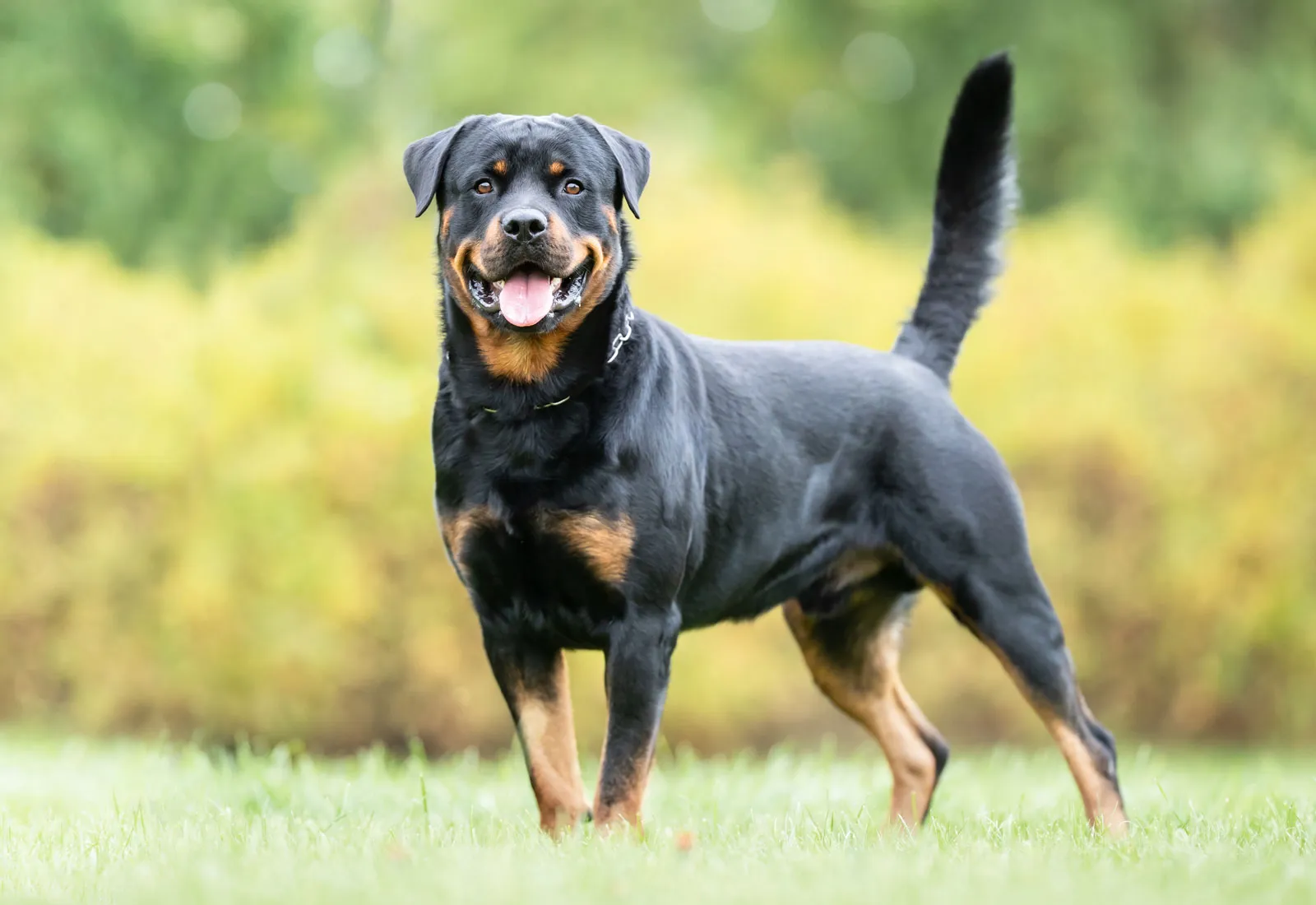 The History of Rottweilers as Working Dogs