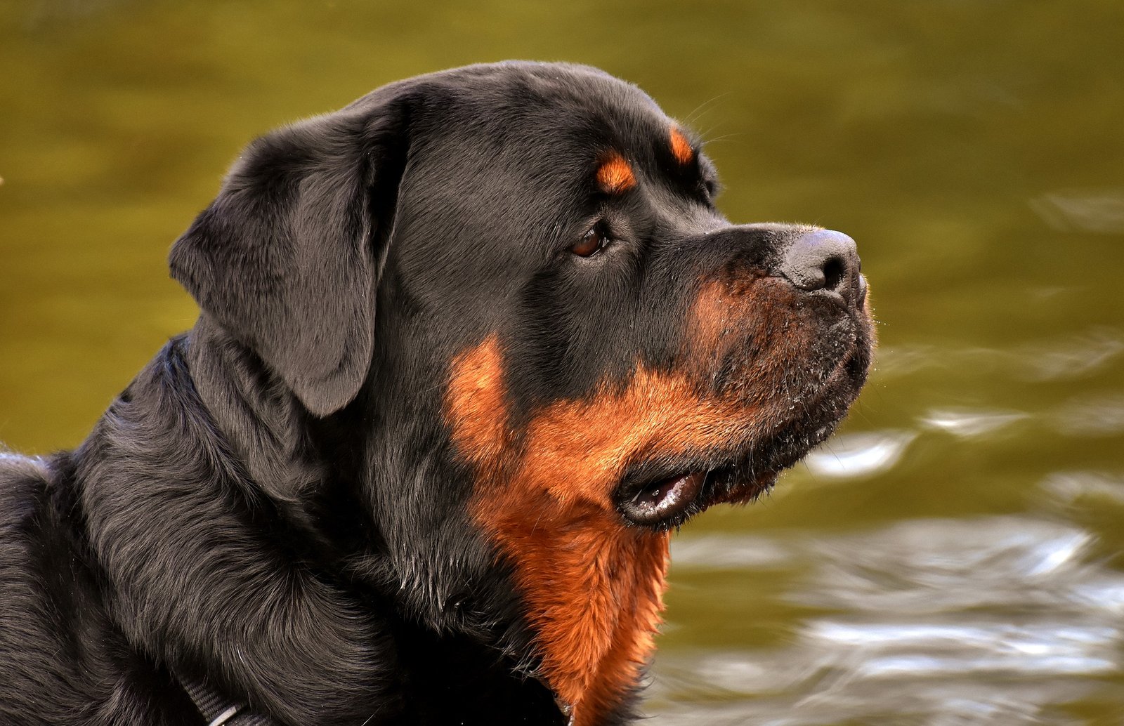 Rottweilers: How to Spot Early Signs of Aggression and Prevent It