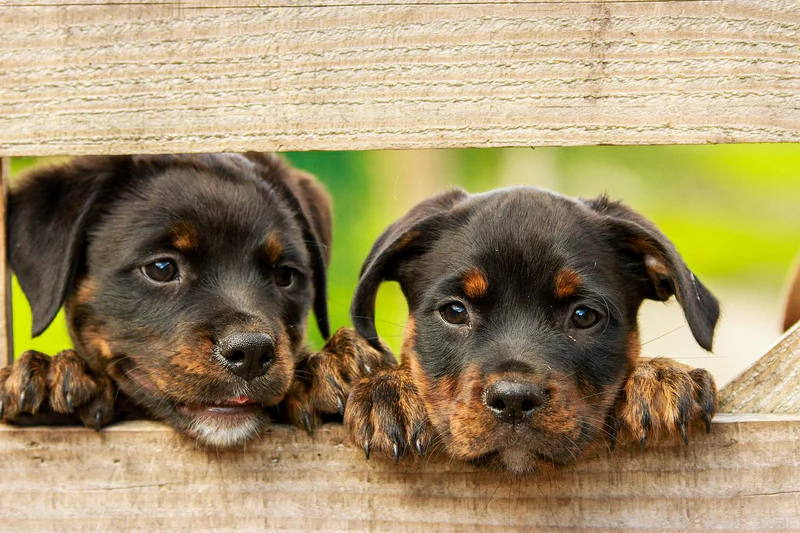 Rottweilers and Other Pets: Tips for Introducing Them to New Animals