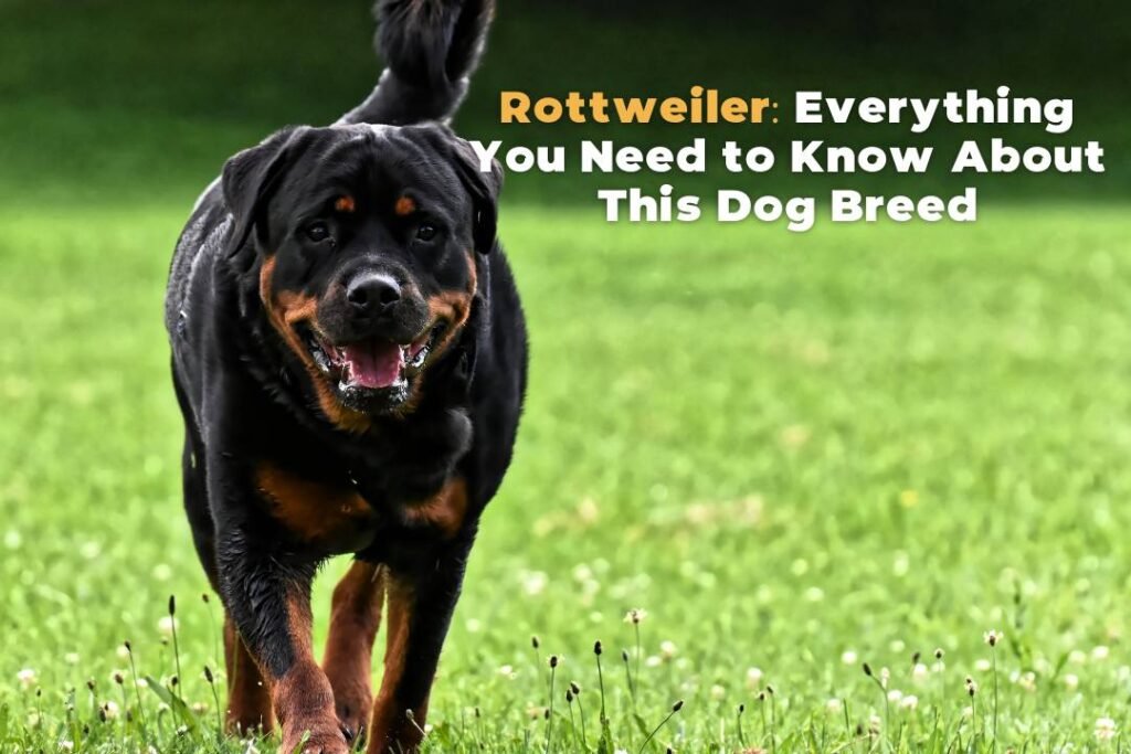 Rottweilers and Their Working Abilities: How They Excel as Service Dogs