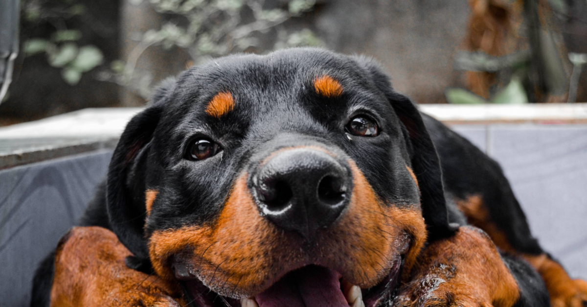 Rottweilers and Their Working Abilities: How They Excel as Service Dogs