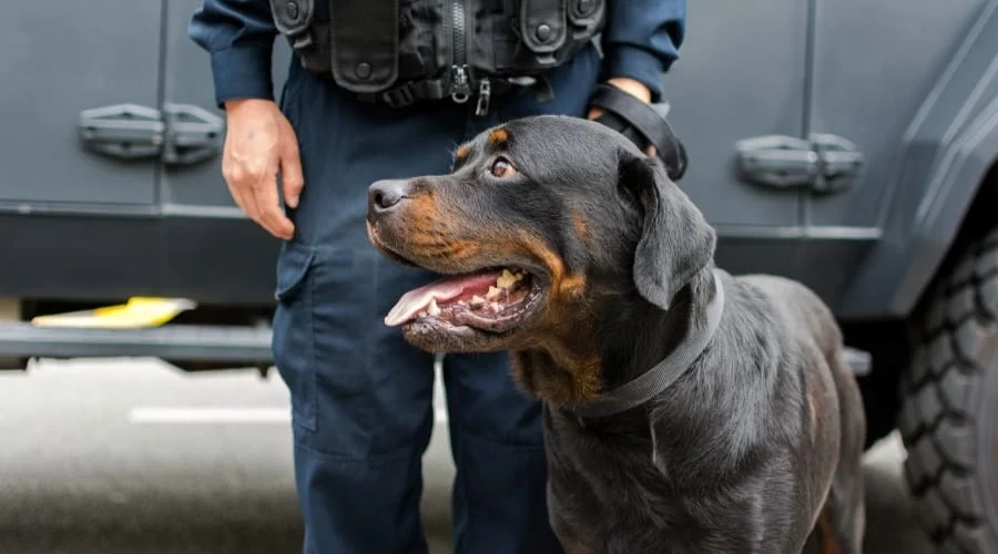 Rottweilers in Law Enforcement: How They Contribute to Police Work