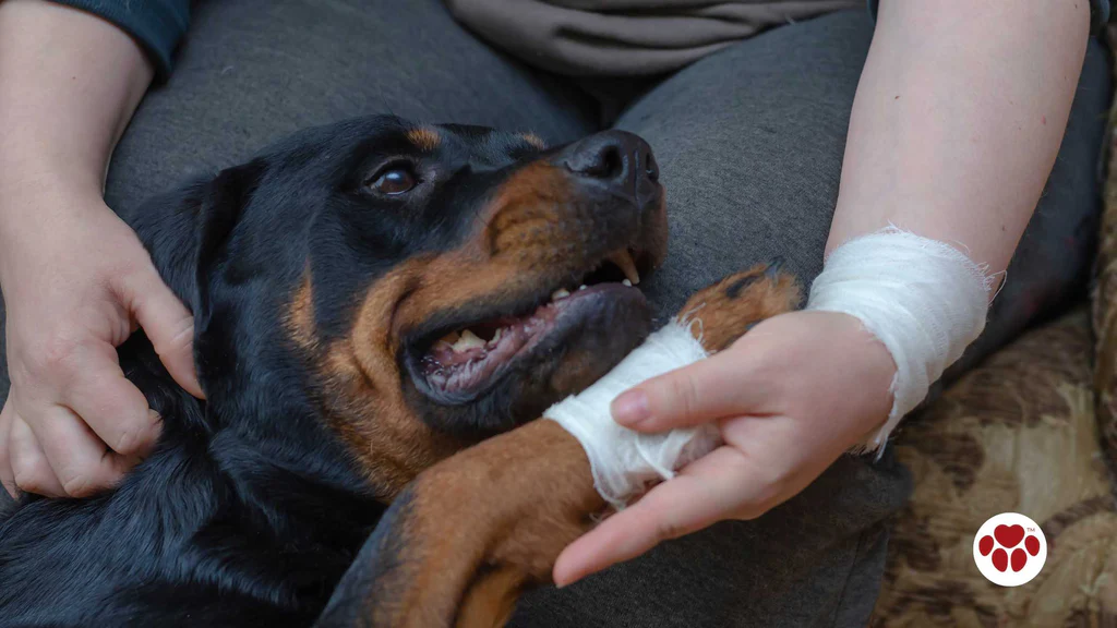 Health Concerns in Rottweilers and How to Prevent Them