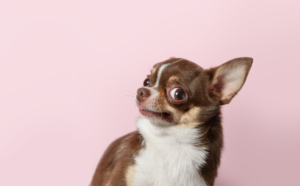 The Best Training Techniques for Chihuahuas