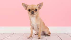 The Best Training Techniques for Chihuahuas