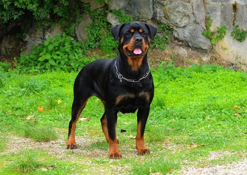 The History and Origins of the Rottweiler Breed