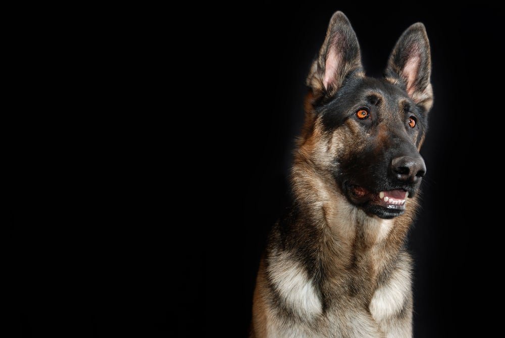  German Shepherds: From Herding Dogs to Police K9s