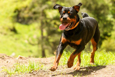 The Importance of Exercise for Your Rottweiler’s Well-Being