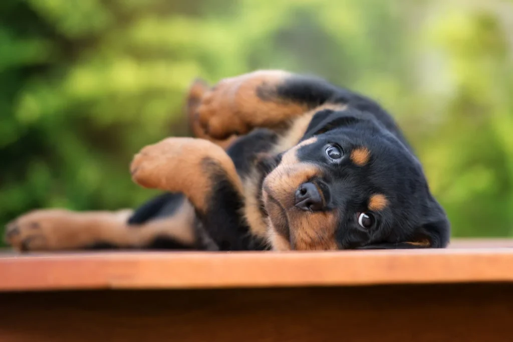 The Lifespan of a Rottweiler: What You Need to Know