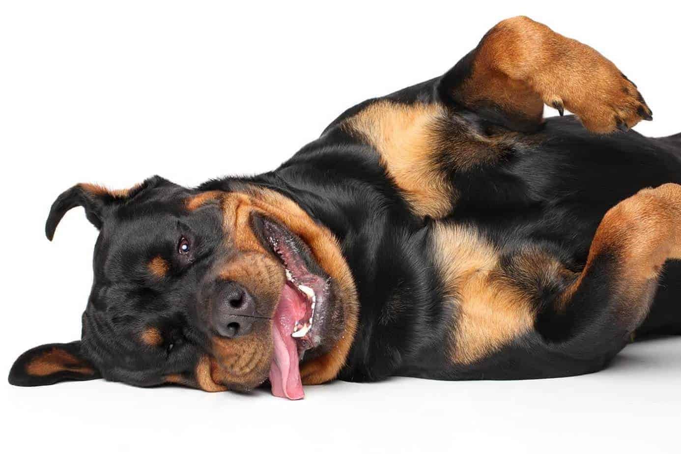 The Lifespan of a Rottweiler: What You Need to Know