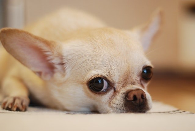 The Top 5 Health Problems That Chihuahuas Face