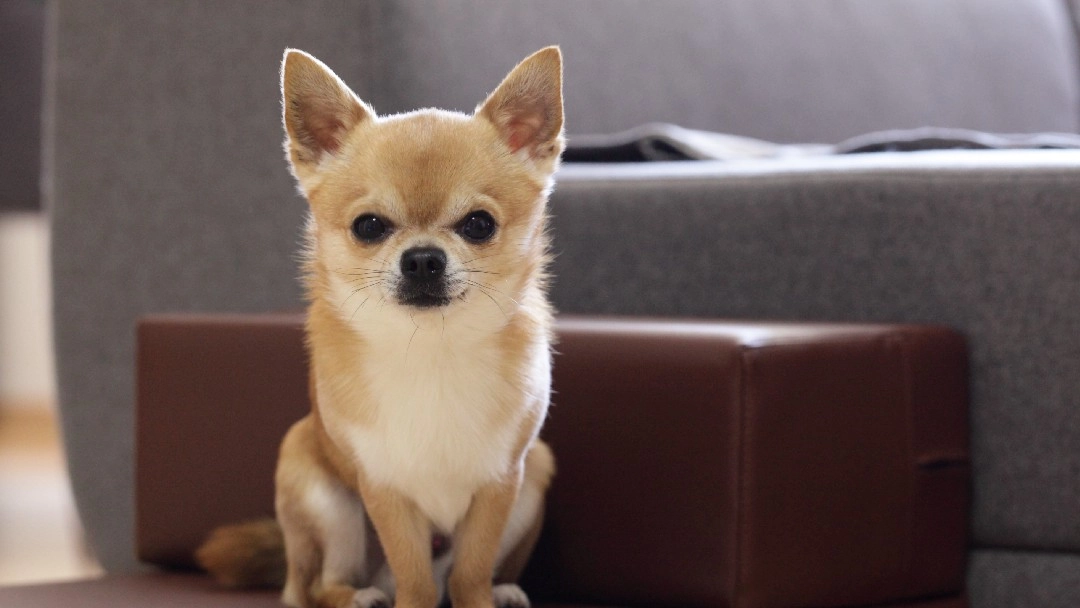 The Top 5 Health Problems That Chihuahuas Face