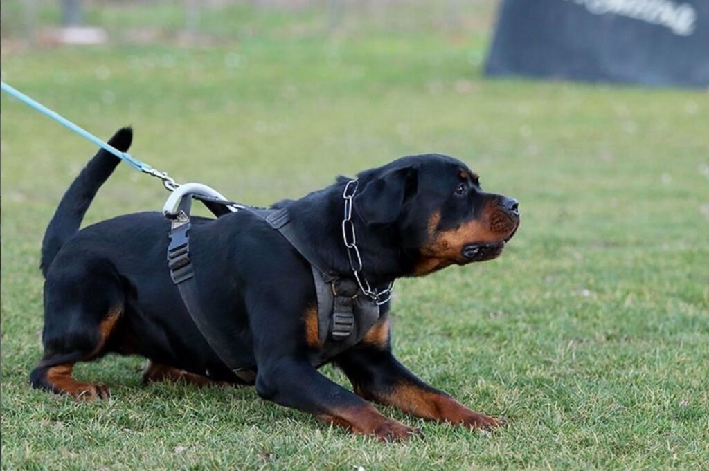 Training Rottweilers for Home Security and Protection