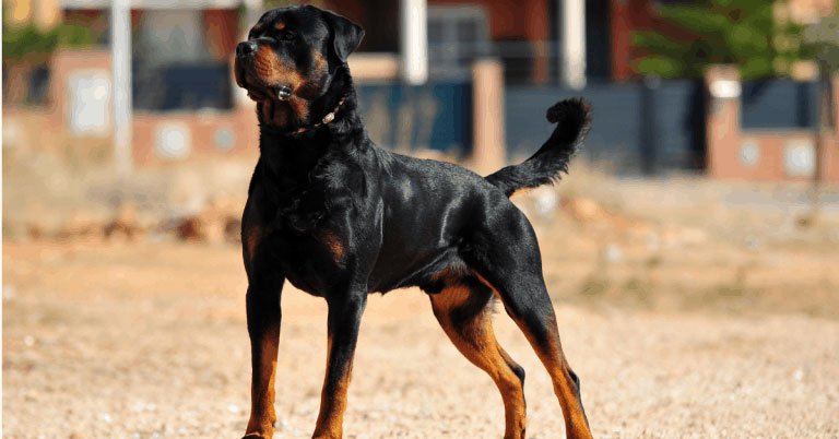 Training Rottweilers for Home Security and Protection