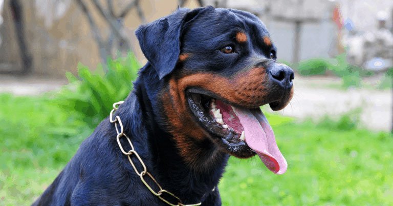 Understanding the Rottweiler’s Protective Instincts