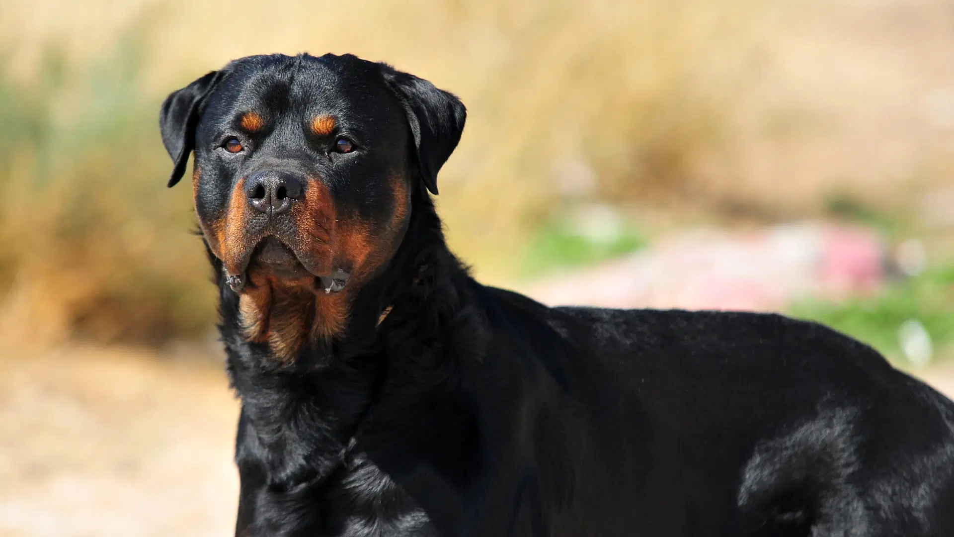 Understanding the Rottweiler’s Protective Instincts