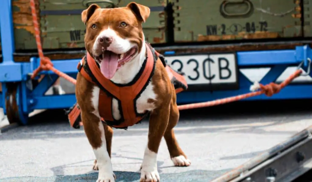 Pitbulls in Dog Sports and Competitions