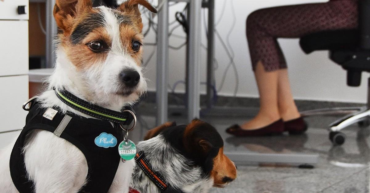 The Growing Popularity of Therapy Dogs in the Workplace