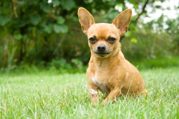 Why Chihuahuas Are the Perfect Apartment Dog