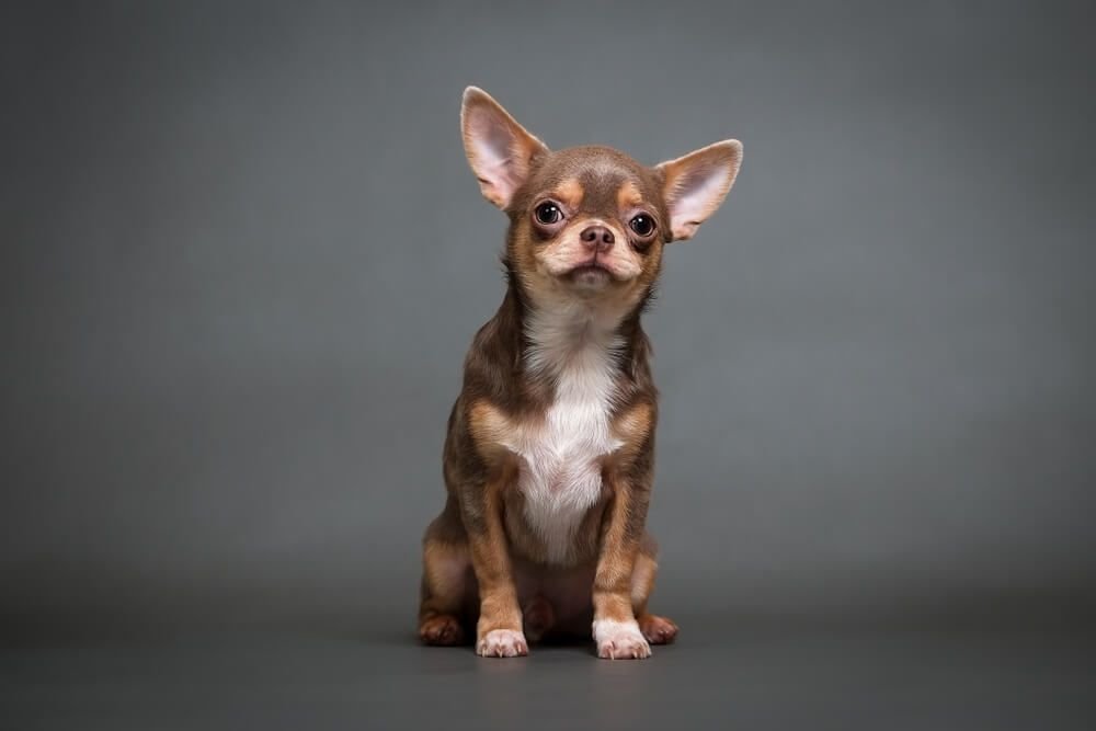 Why Chihuahuas Are the Perfect Apartment Dog