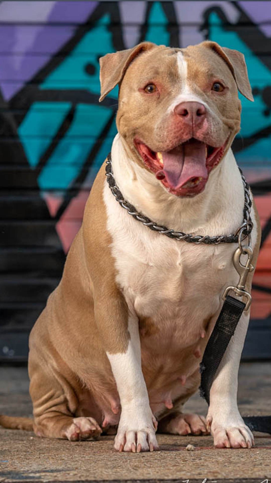 Pitbull Rescue Stories: Giving Dogs a Second Chance