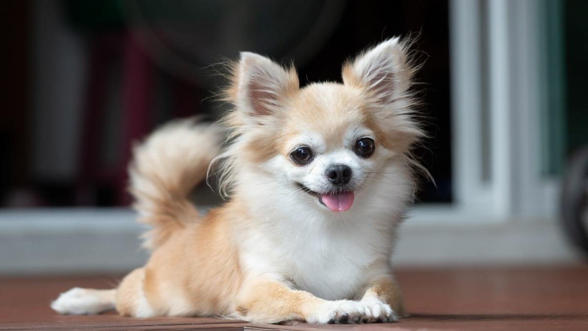 Chihuahua: A Loyal Companion for Seniors