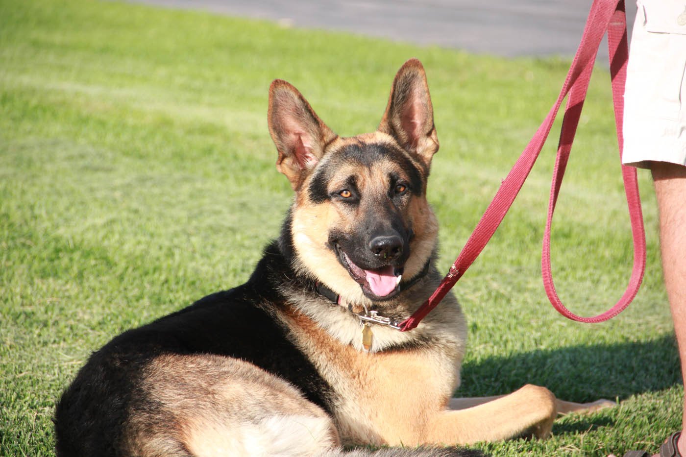 Training German Shepherds: A Comprehensive Guide