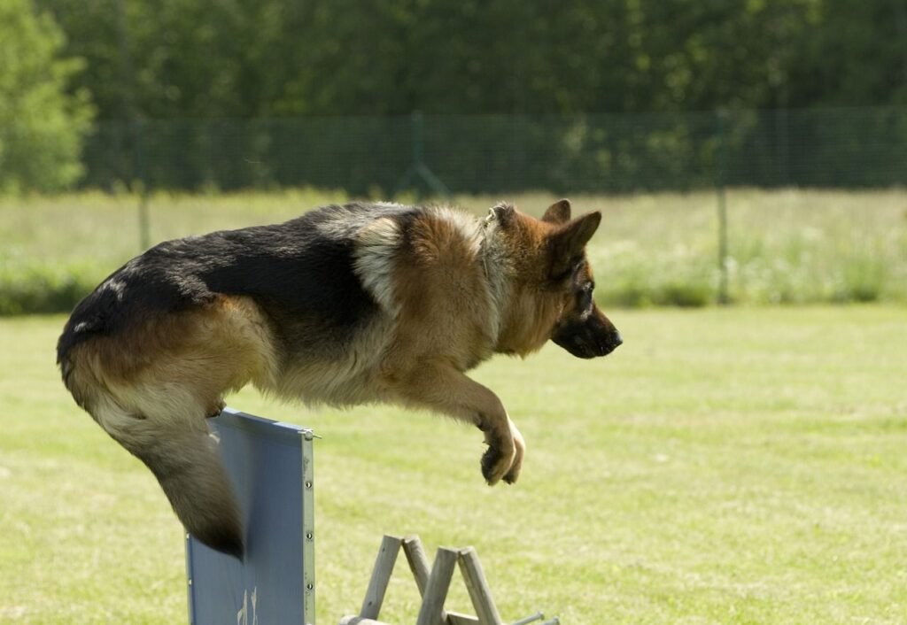 How to Train Your German Shepherd 