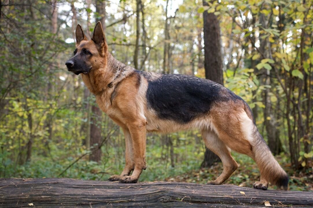 Why German Shepherds Are Great Family Dogs