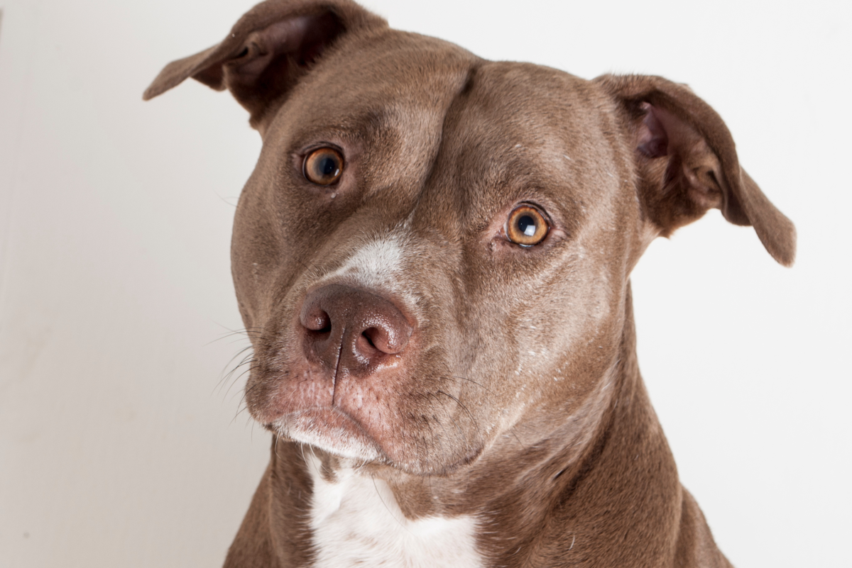 Health Risks Associated with Pitbulls