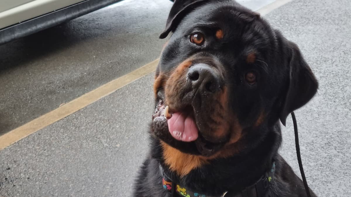 Training Tips for a Well-Behaved Rottweiler