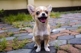 Understanding Chihuahua Temperament