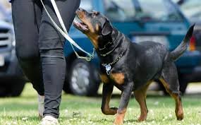 The Importance of Early Training for Rottweilers