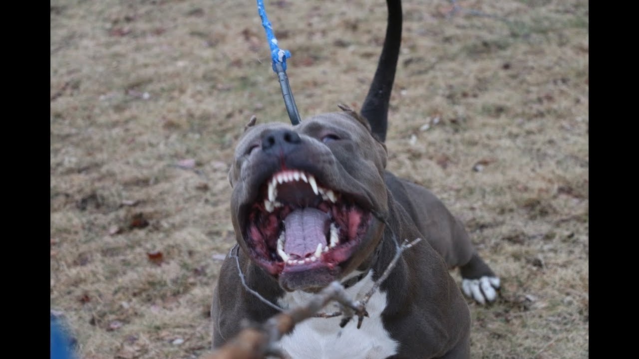 The Truth About Pitbull Aggression