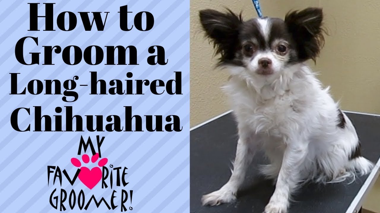 Grooming Tips for Chihuahuas