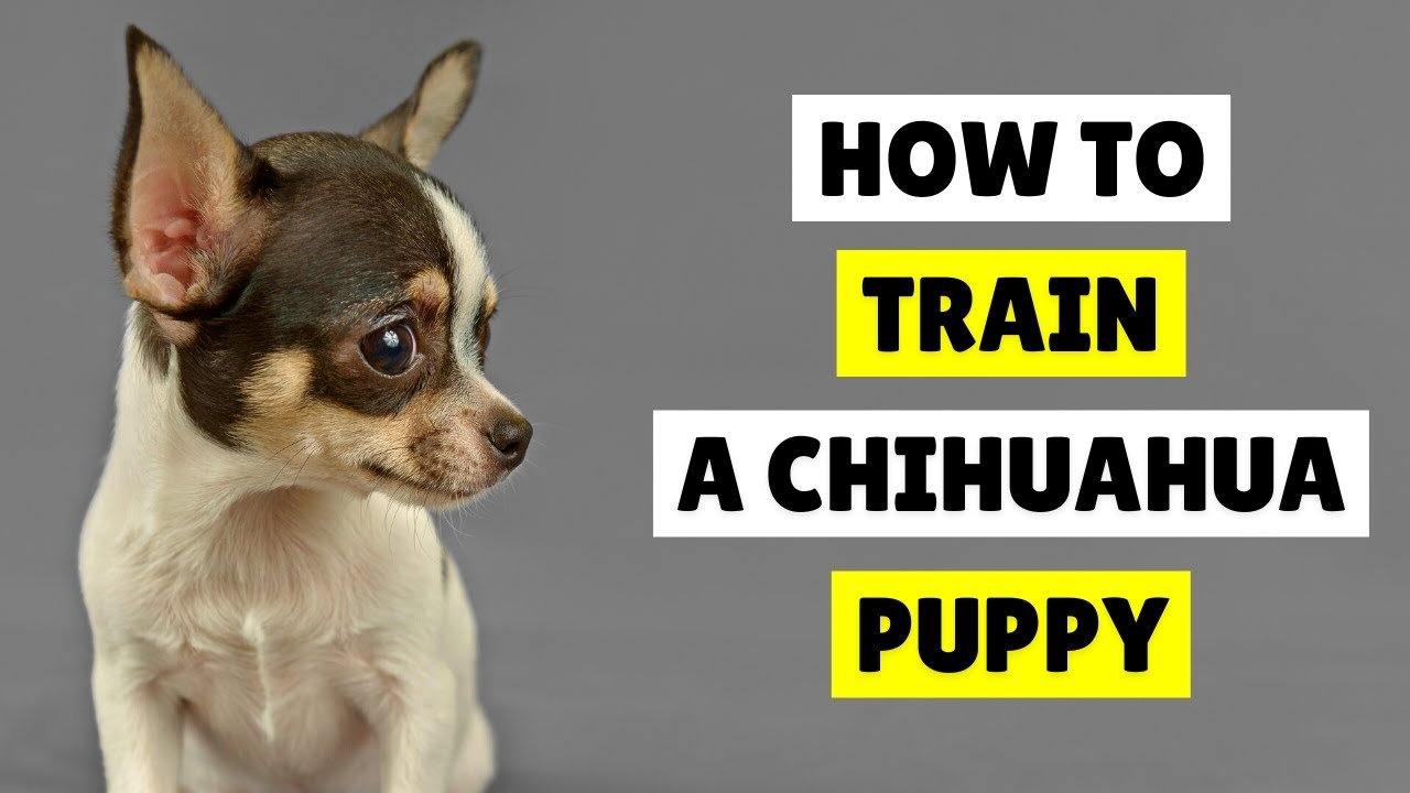 How to Train a Chihuahua Effectively