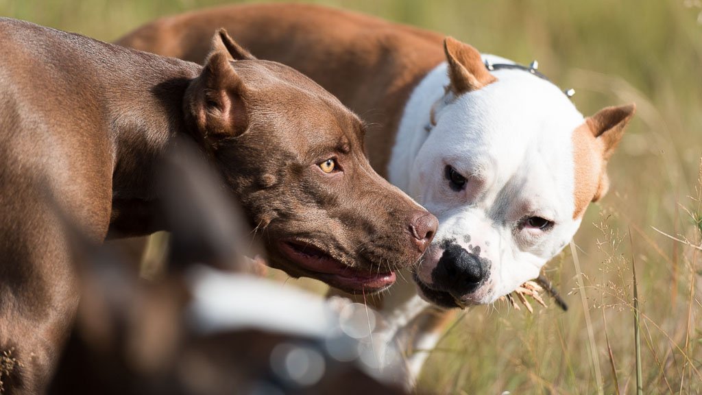 The Pitbull: A Loyal and Loving Companion