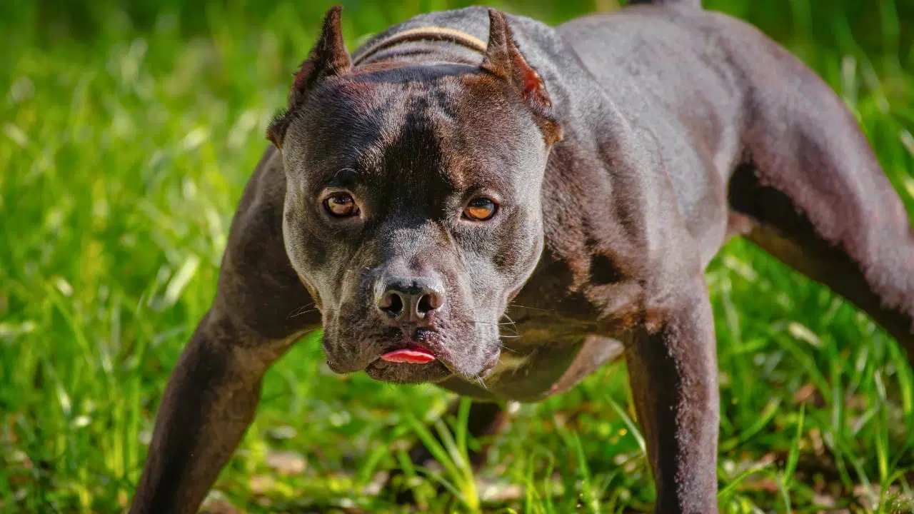 The Pitbull: A Misunderstood Breed