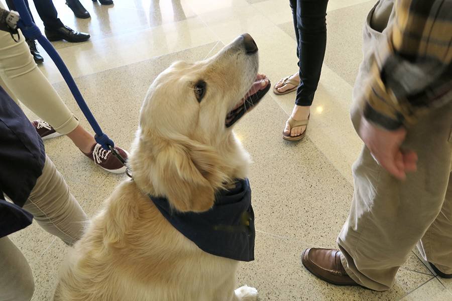 How Therapy Dogs Help in Hospitals