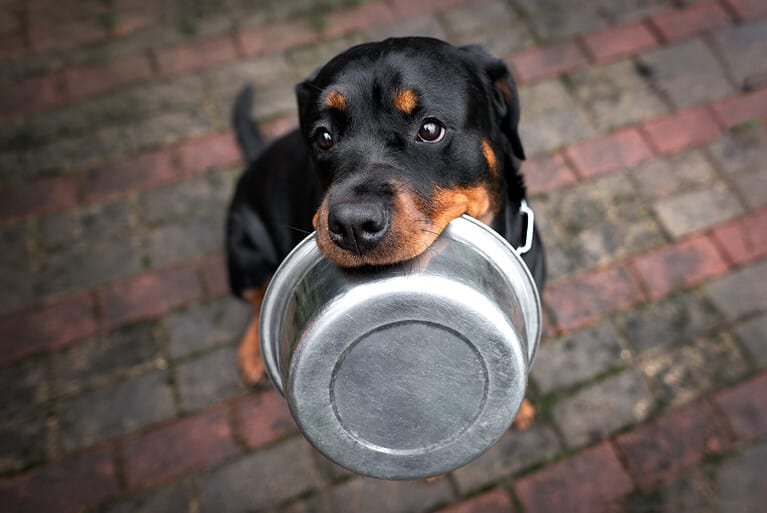 How to Recognize Health Issues in Rottweilers