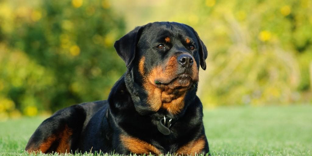 Training Tips for a Well-Behaved Rottweiler