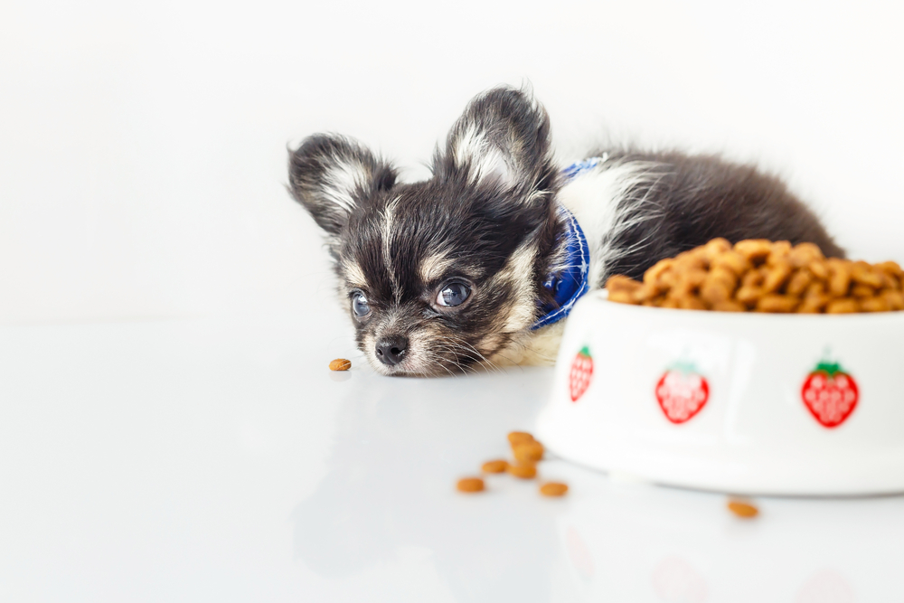 The Best Diet for Your Chihuahua